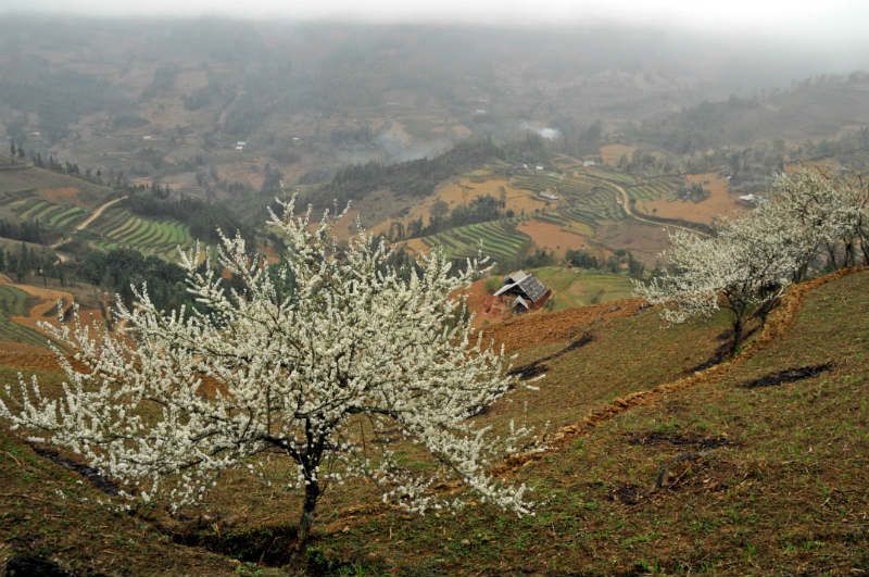 Captivated by the Beauty of Bac Ha White Plateau